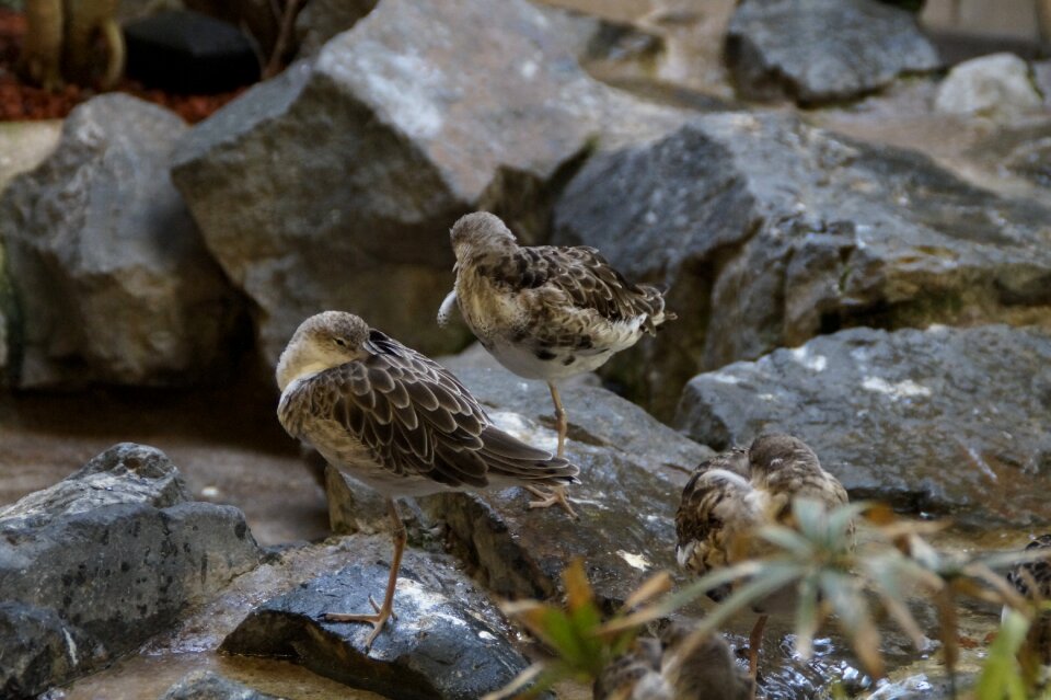 Waterfowl sleep rest