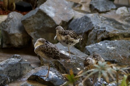 Waterfowl sleep rest