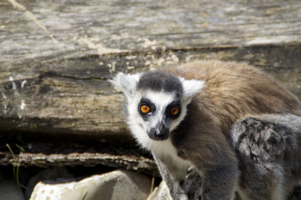 Lemur catta striped animal