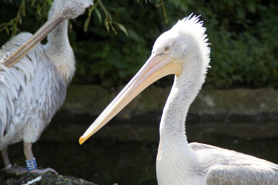 Water bird water sit