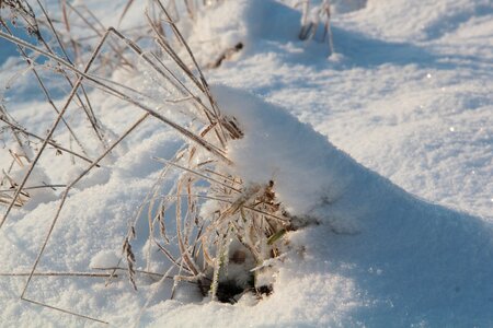 Snowy dry grass white photo