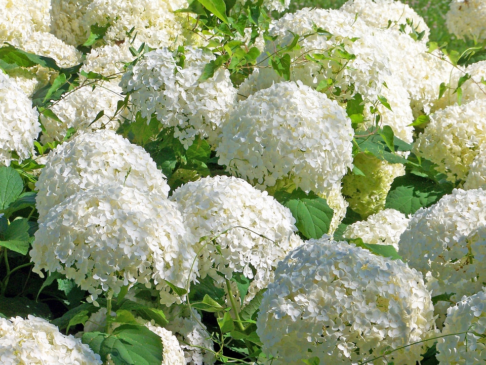 White blossom floral