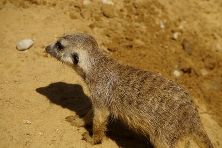 Meerkat animal fur