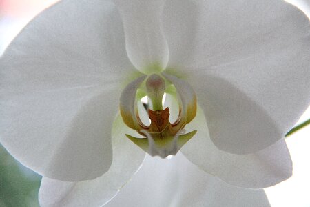 Close up beautiful white