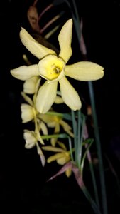 Narcis botanical flowers