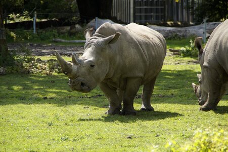 Pachyderm creature safari photo