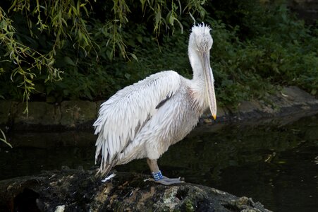 Water bird water sit