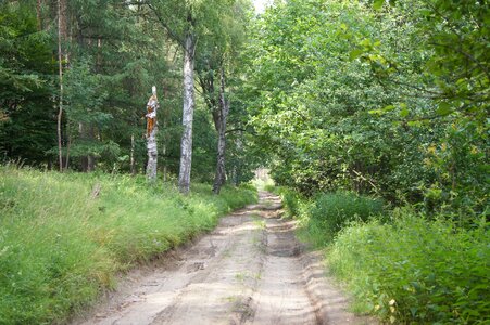 Birch nature foliage photo