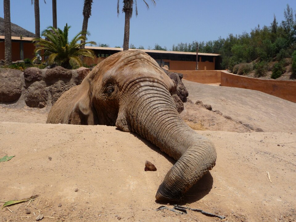 Proboscis national park pachyderm