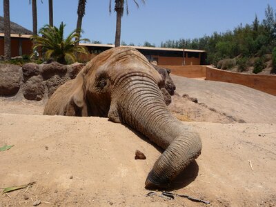Proboscis national park pachyderm
