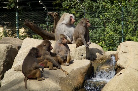 Zoo rock äffchen photo