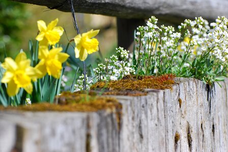 Narcissus wall stone wall