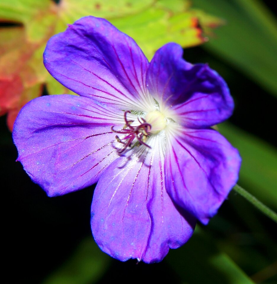 Bloom blue close up photo