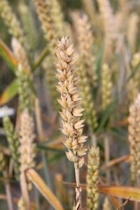 Beige wheat grain farmer