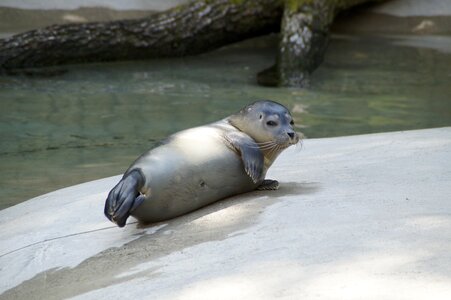 Relax rest mammal photo