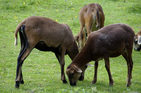 Meadow grass flock