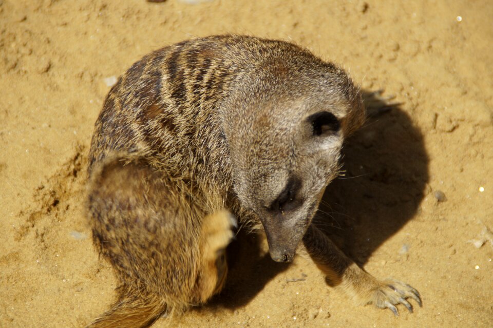Animal world sand zoo