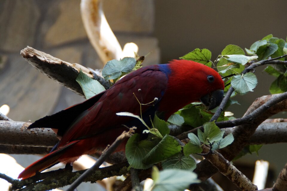 Colorful color animal