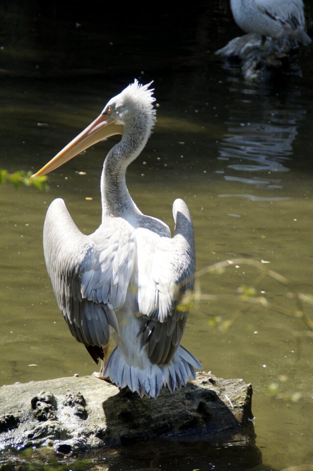Plumage water bird from the rear