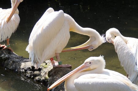 Waterfowl animal world white