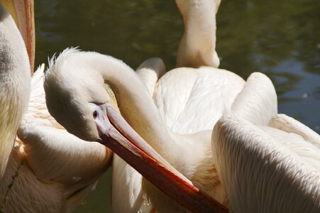 Plumage clean bill