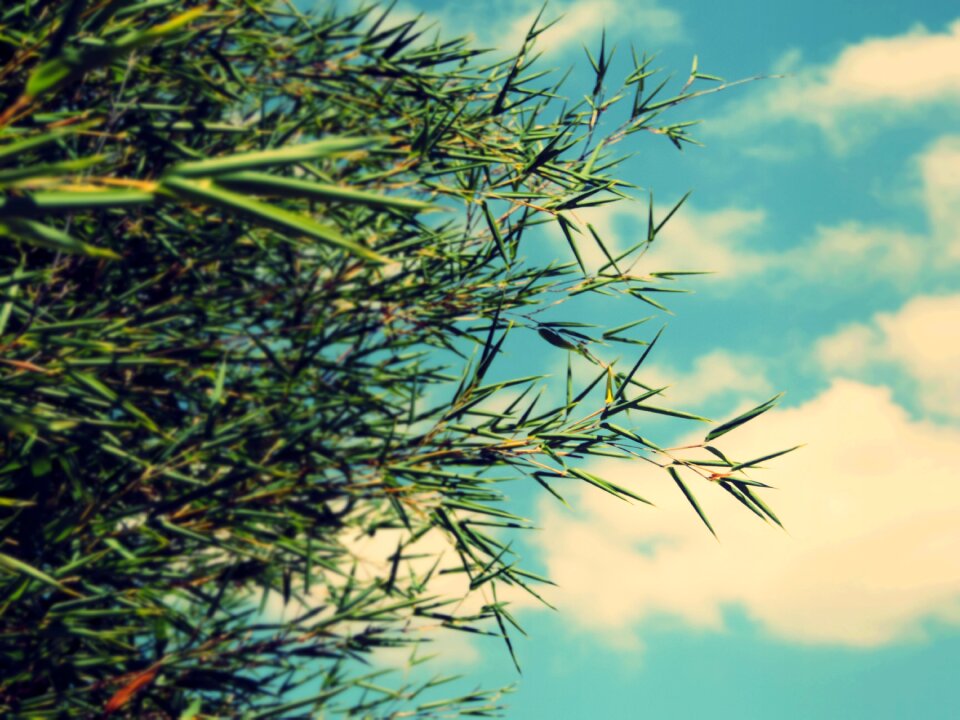 Green nature leaf