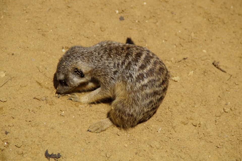 Sandy rooting rodent