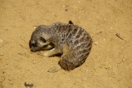 Sandy rooting rodent