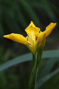 Plant green flowers