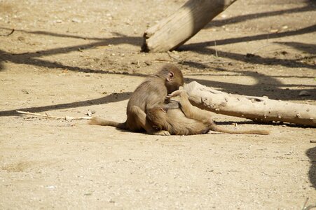 Babies infant monkeys young animals photo