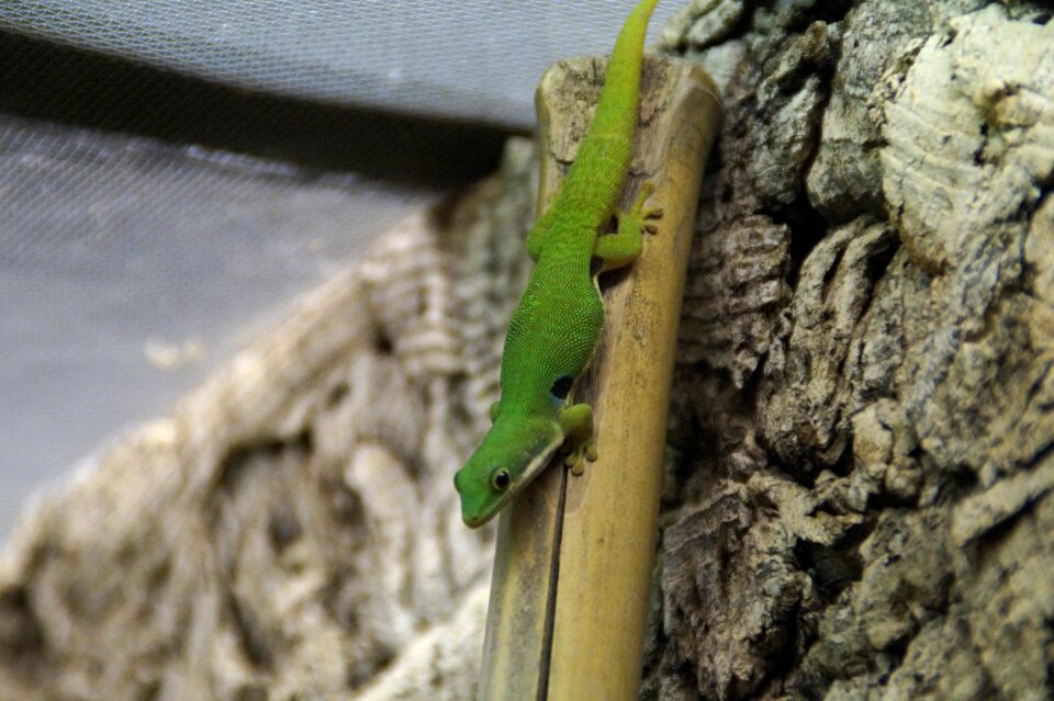 Reptile day gecko climb