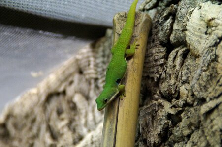 Reptile day gecko climb photo