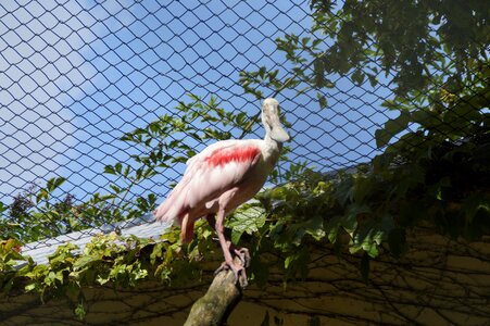 Zoo aviary cage photo