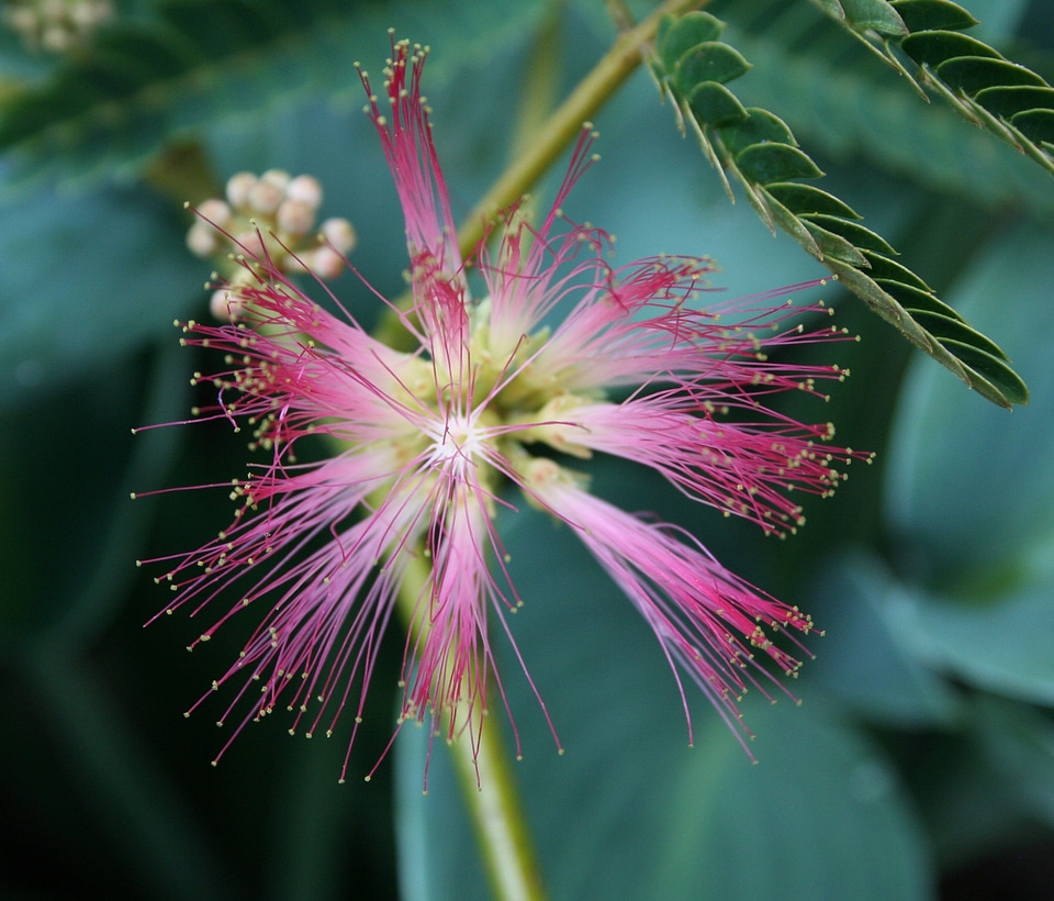 Blossom bloom petal