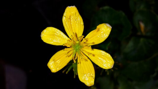 Flower yellow water plant
