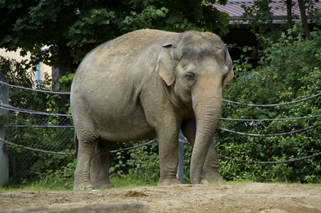 Pachyderm side zoo