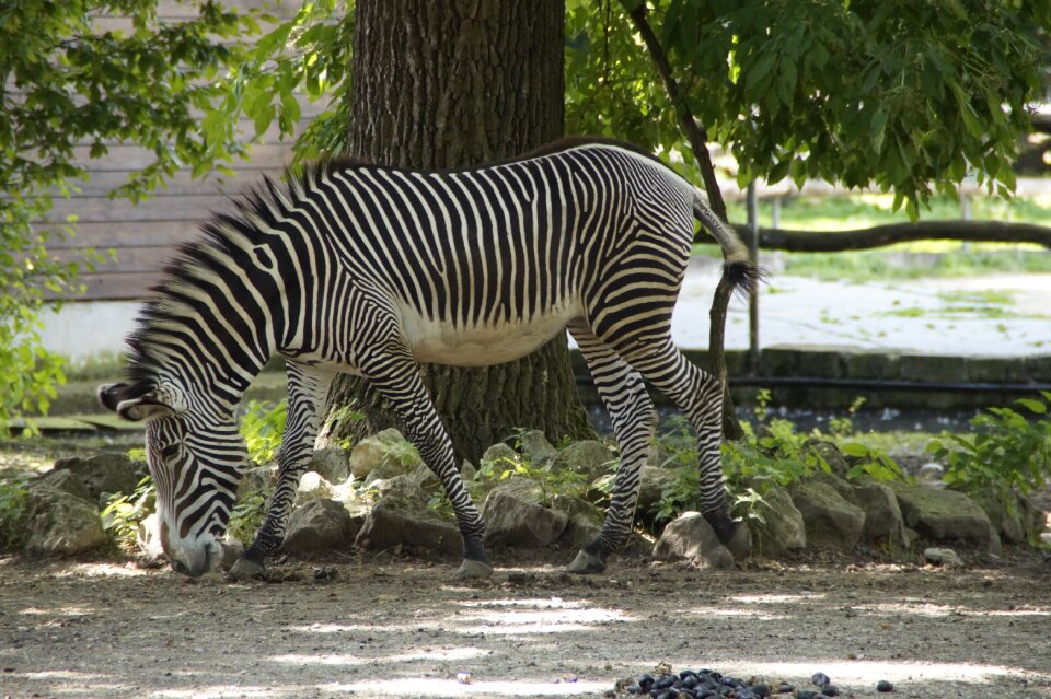 Perissodactyla white black