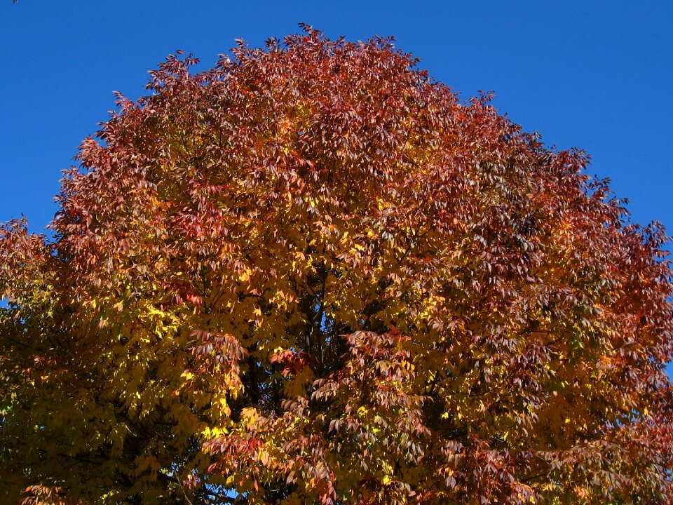 Fall nature season
