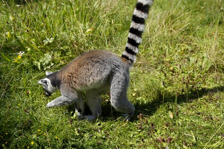 Lemur striped animal
