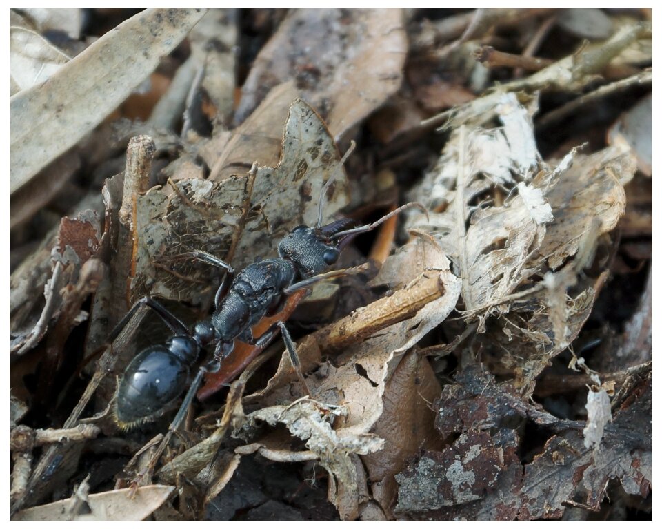 Deadly soldier insect