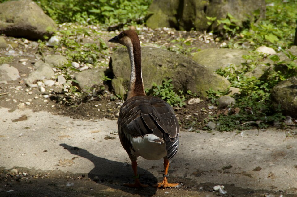 Shadow water bird animal