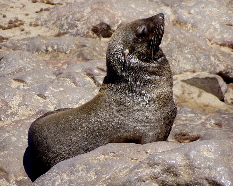 Meeresbewohner animal sea