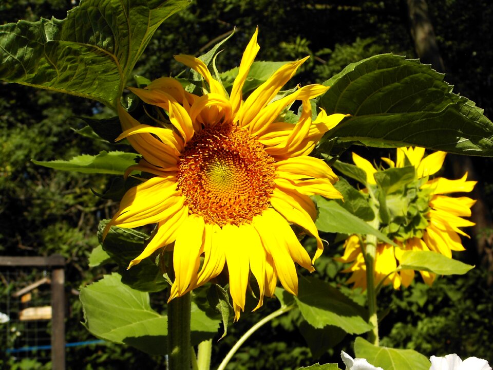 Sunflower garden summer