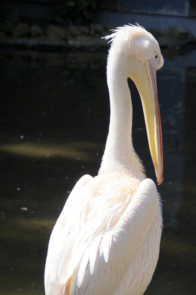 Water bird move rear view