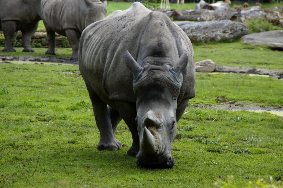 Horns pachyderm animal portrait