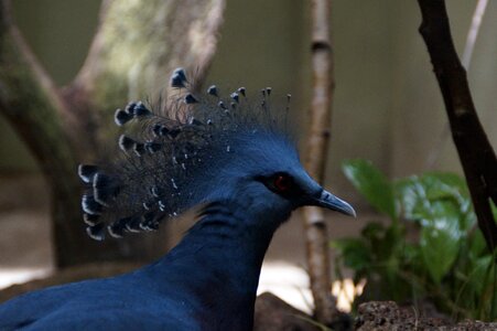 Feather hood comb