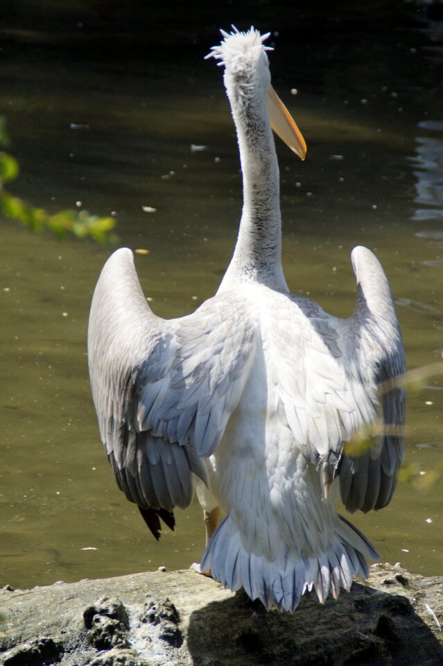 Plumage water bird from the rear