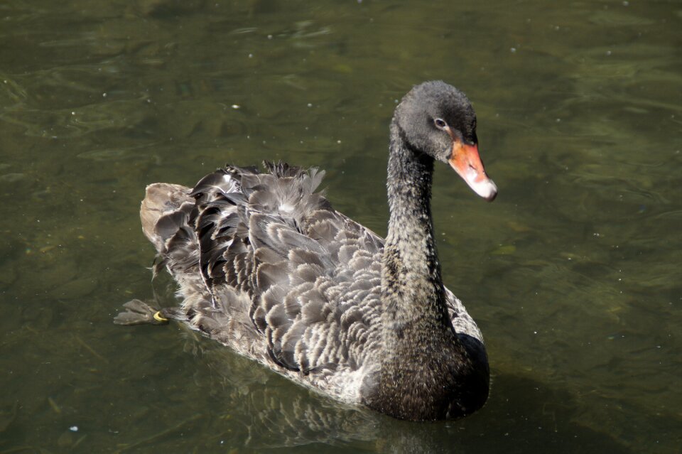 Waters water water bird