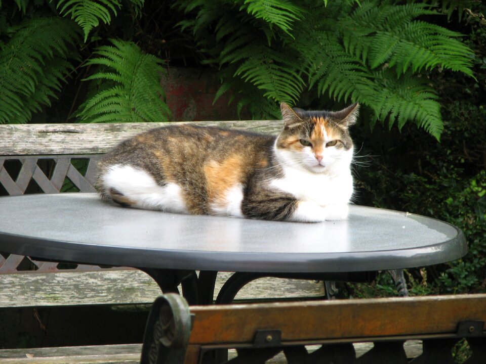 Lucky cat mieze pet