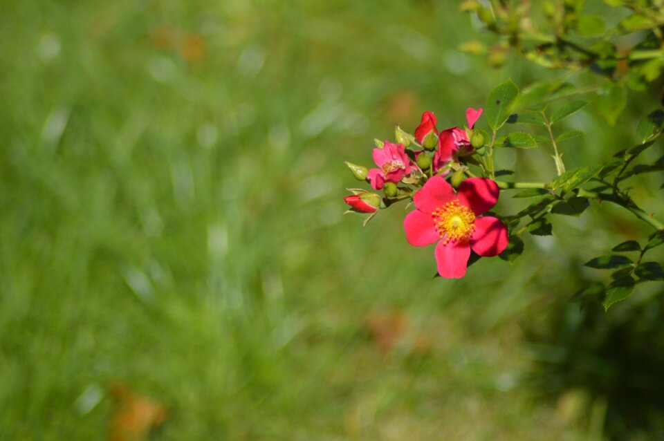 Happy warm blossom